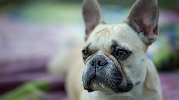 French bulldog