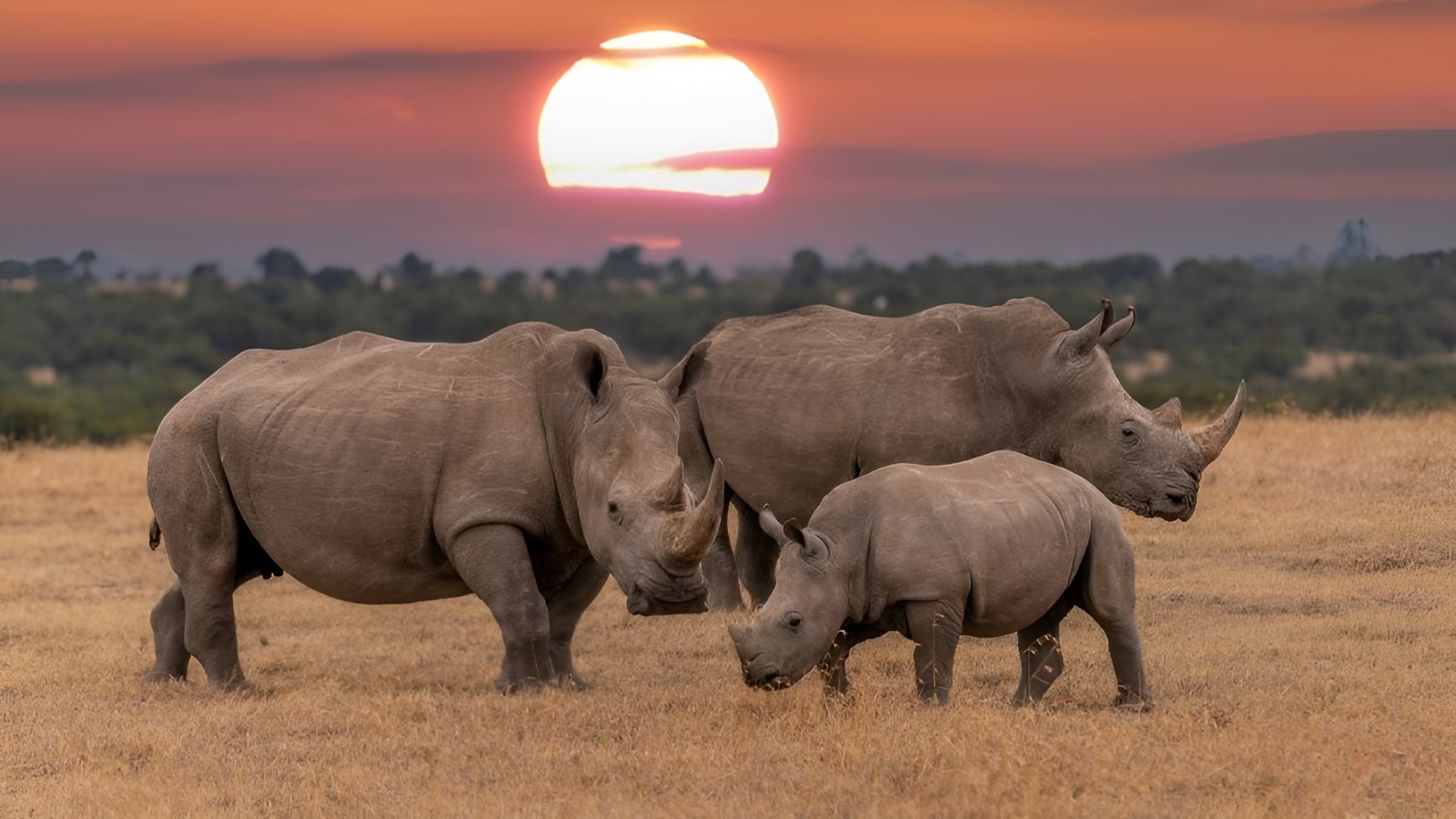 Sunset Safari Adventure awaits Joburgers at Bothongo Rhino and Lion Nature Reserve