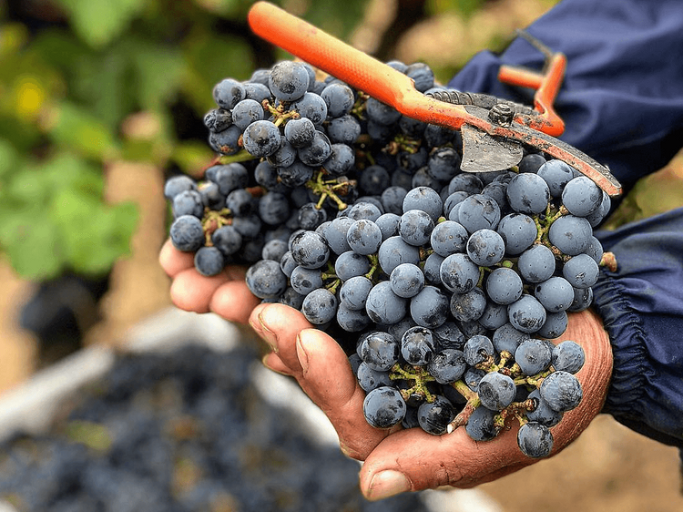 Per l’Alt Penedès, de celler en celler Per l’Alt Penedès, de celler en celler