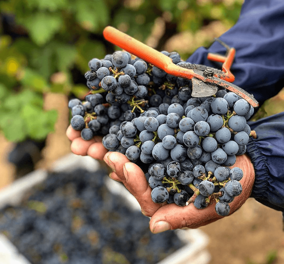 Las mejores escapadas de enoturismo en el Alt Penedès