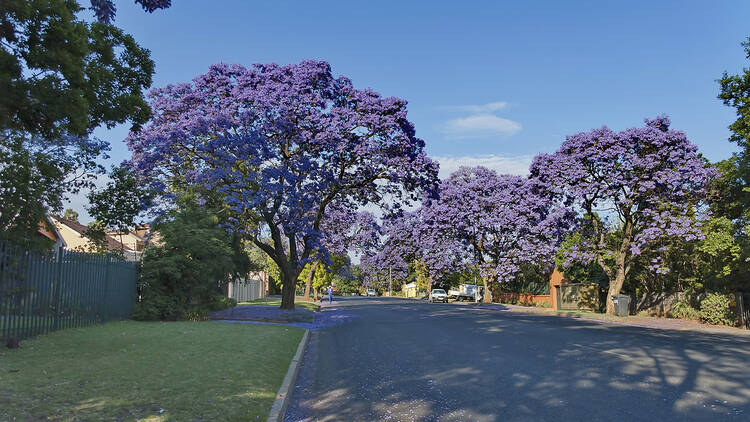 Jacaranda blossom in spring at Johannesburg street, South Africa