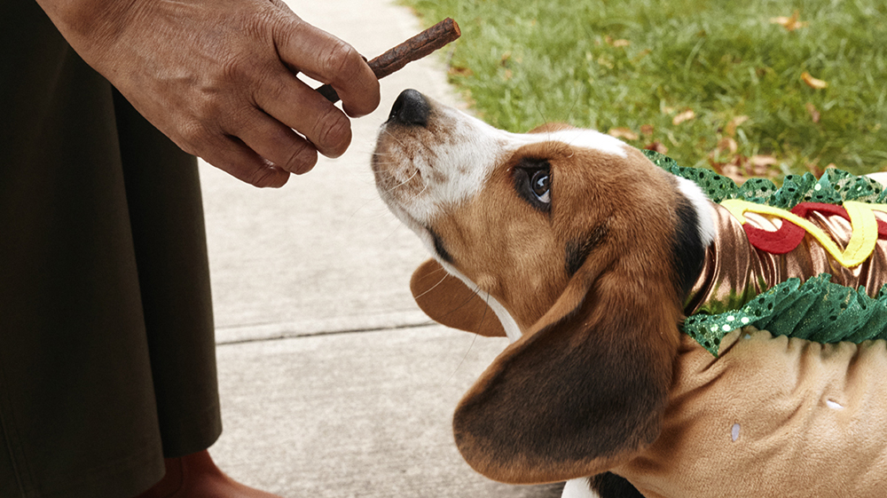 A four-day trick-or-treating Halloween event for dogs is taking over Manhattan this week