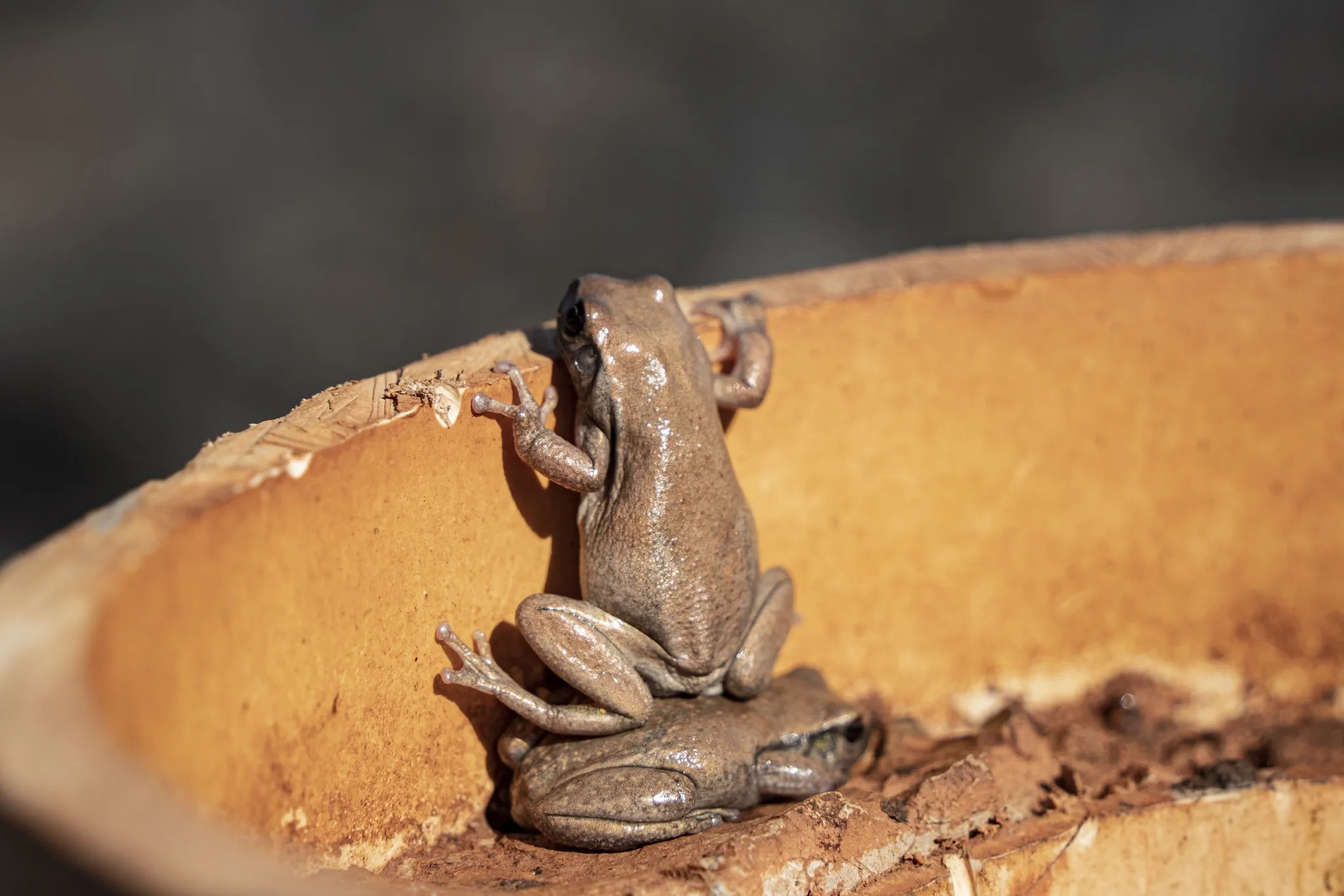 Nikon Comedy Wildlife Awards 2025