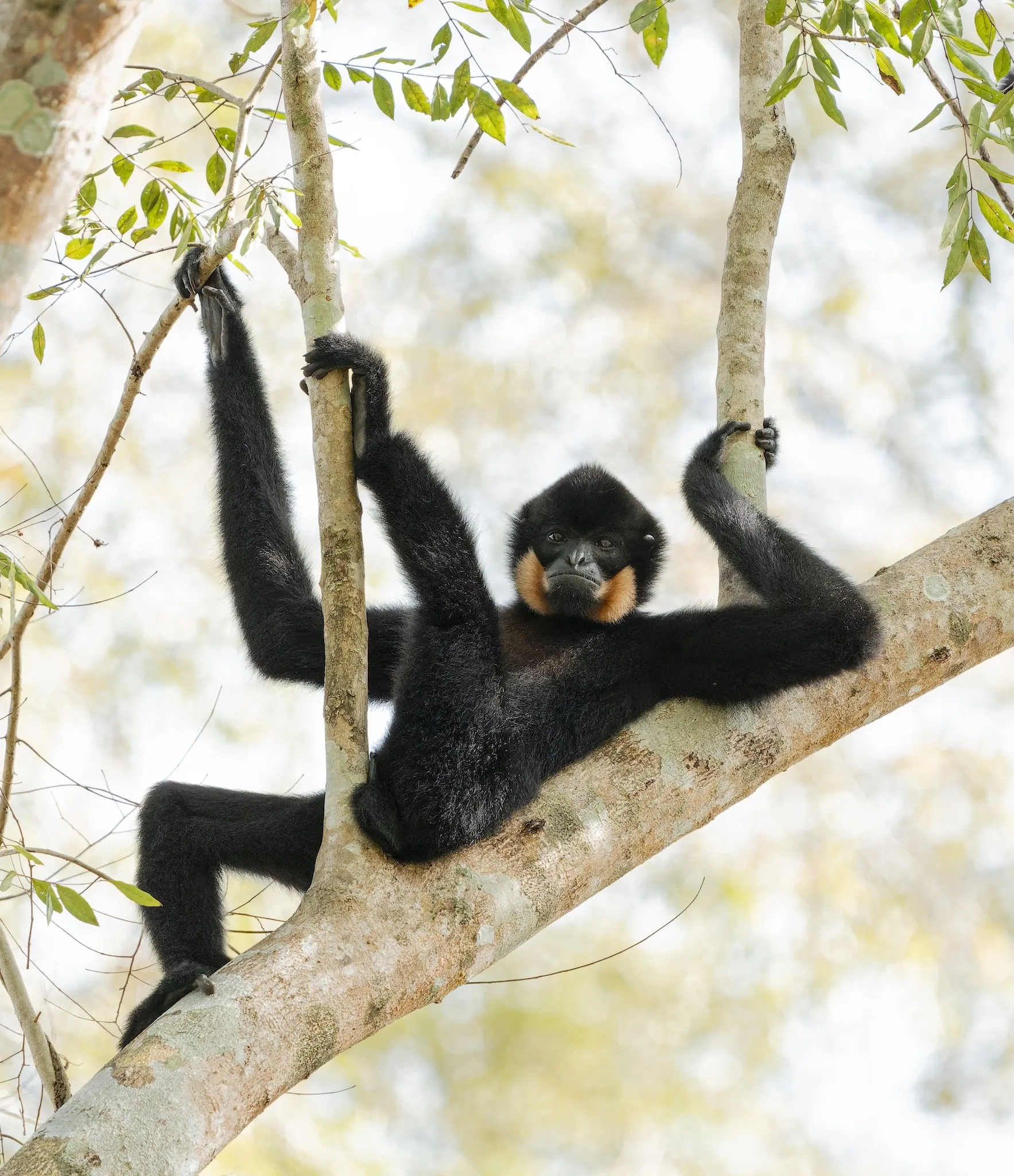Nikon Comedy Wildlife Awards 2025