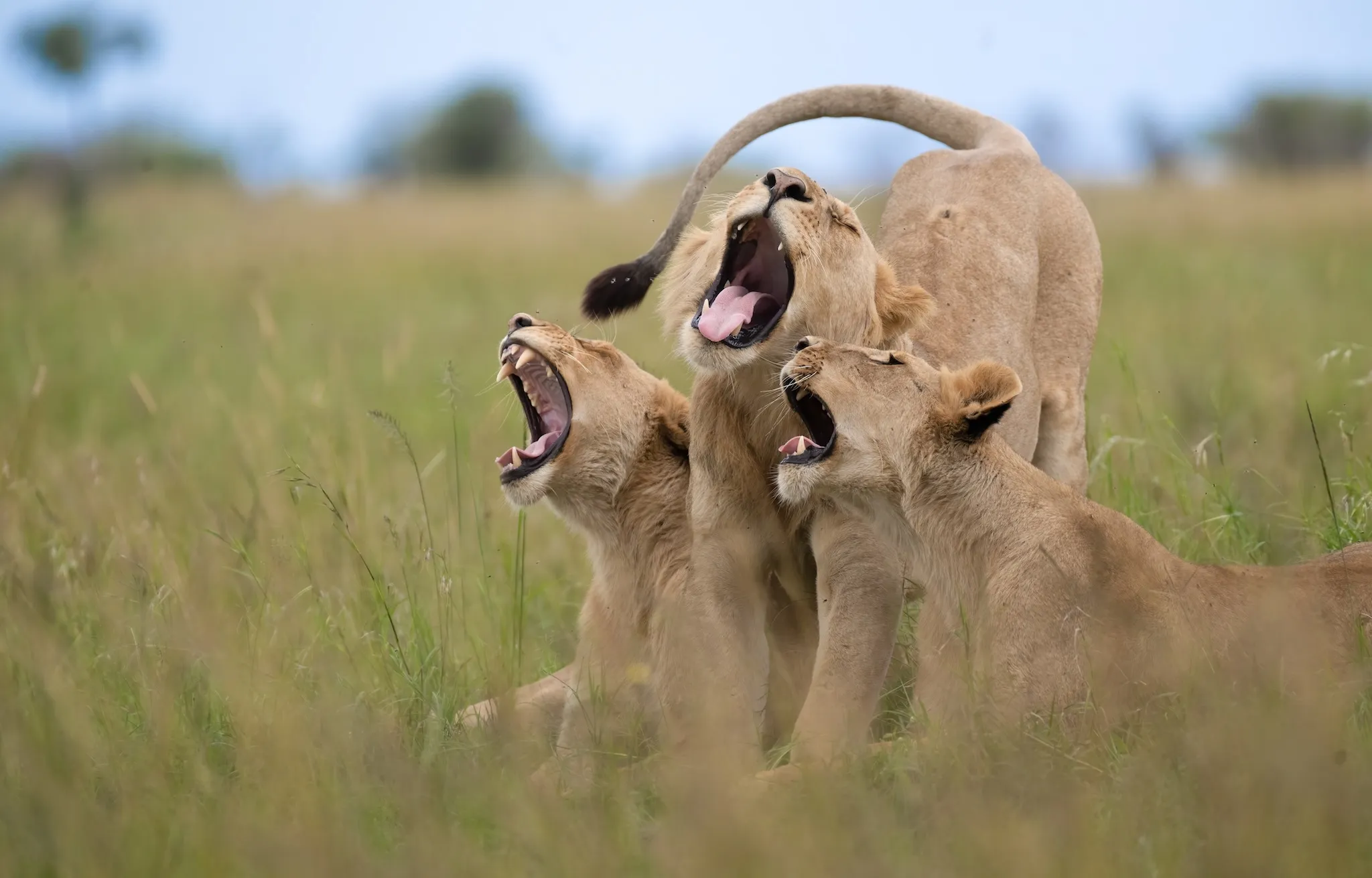 Nikon Comedy Wildlife Awards 2025