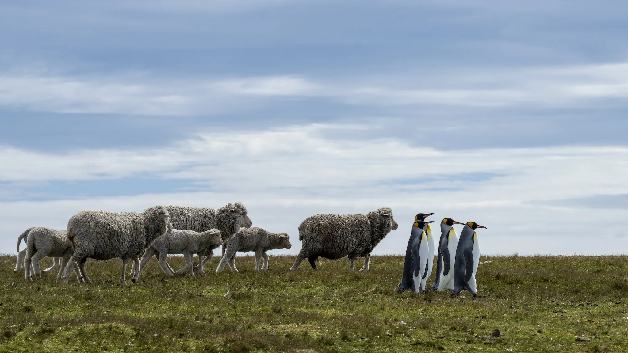Nikon Comedy Wildlife Awards 2025