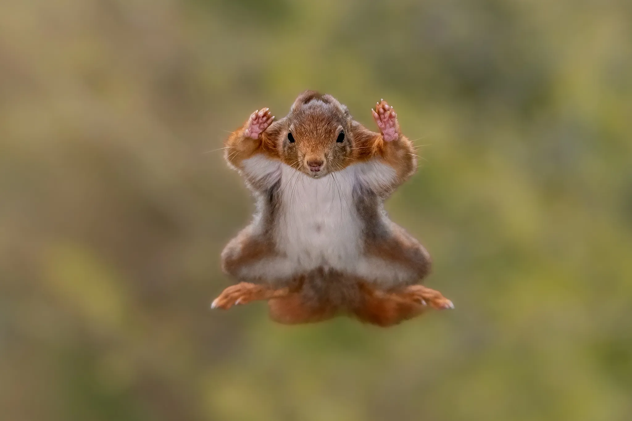 Nikon Comedy Wildlife Awards 2025