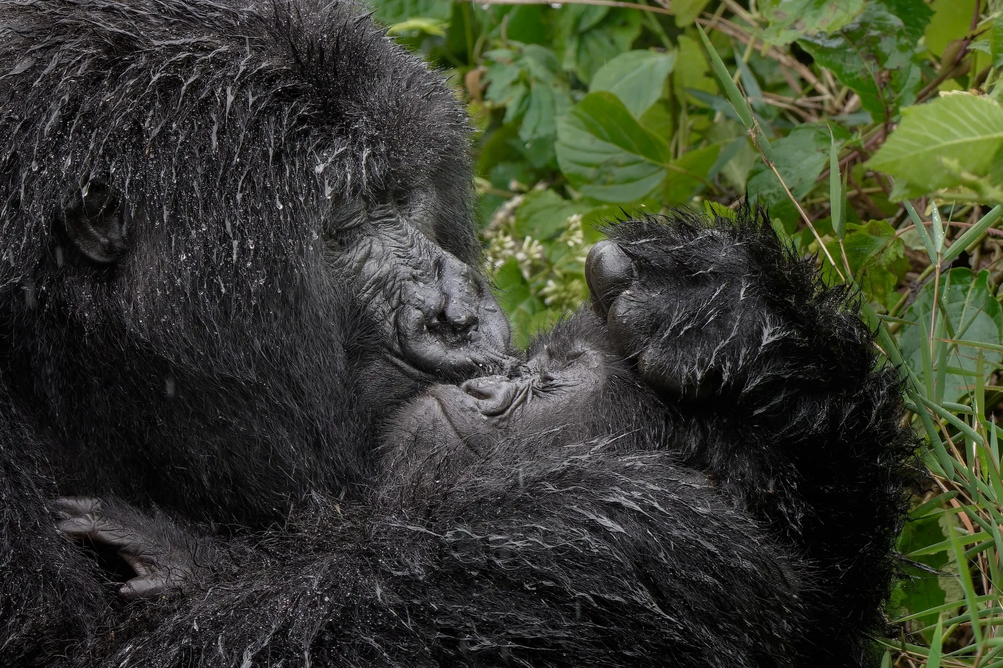 Nikon Comedy Wildlife Awards 2025