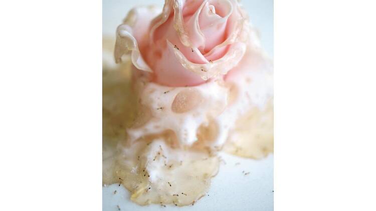 西山美なコ ～destiny of Sugar Rose～