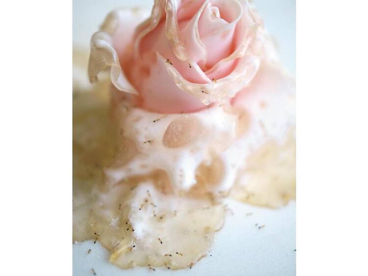 西山美なコ ～destiny of Sugar Rose～