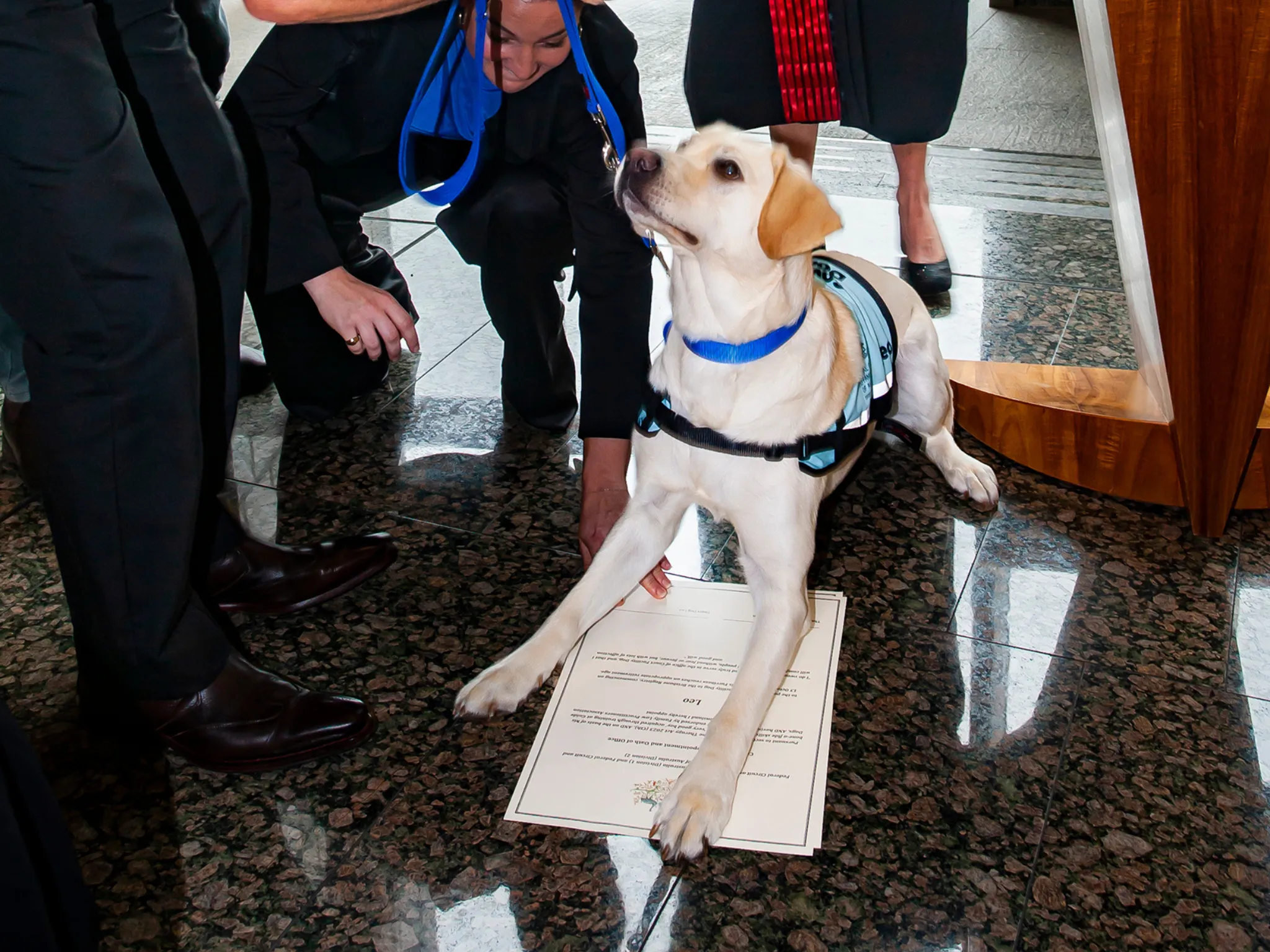 Dog with court papers