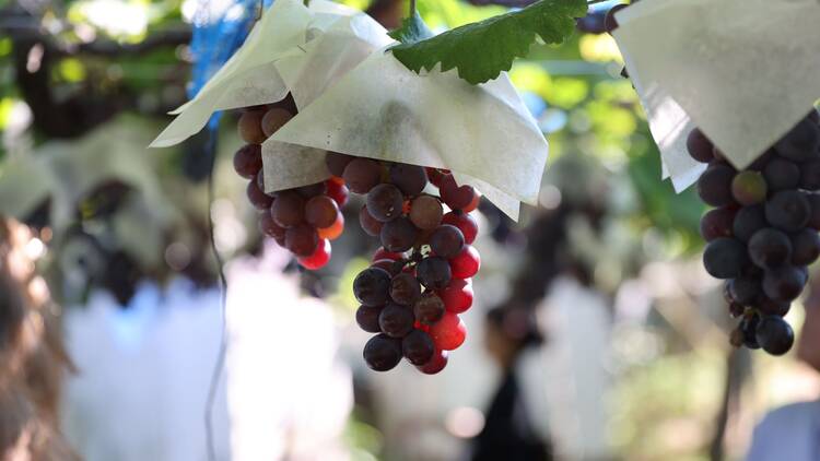 カタシモワイナリー