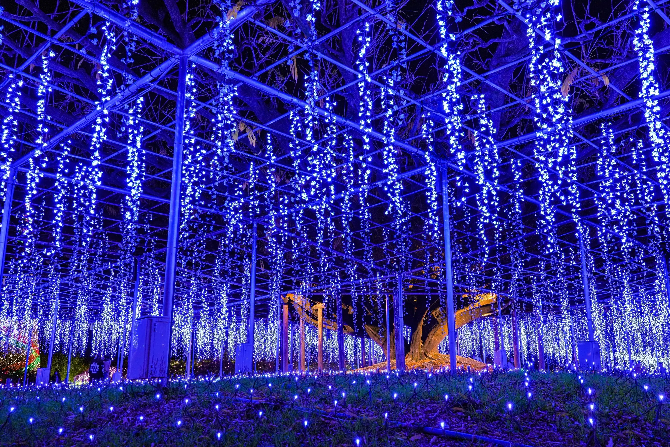 Ashikaga Flower Park Illumination