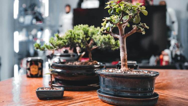 Bonsai Bonsai plants on a table