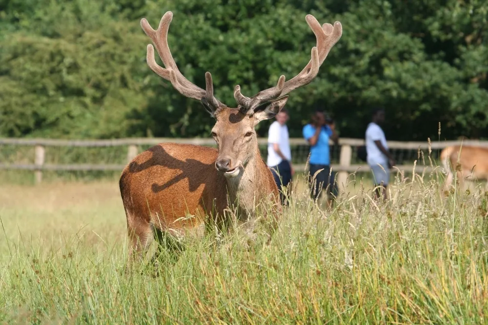 Deer in Richmond Park, London