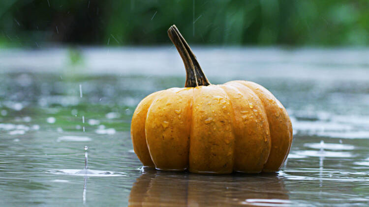 No Montreal snow in the forecast for Halloween — but it's going to get messy No Montreal snow in the forecast for Halloween — but it's going to get messy