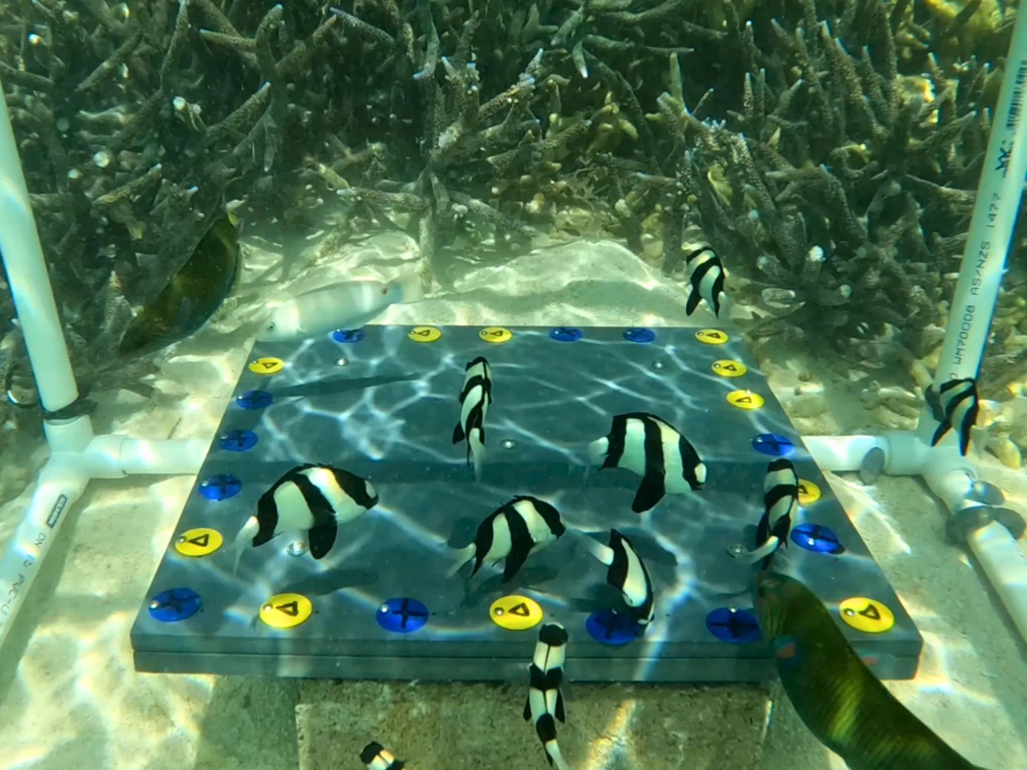 Fish in sea near coral