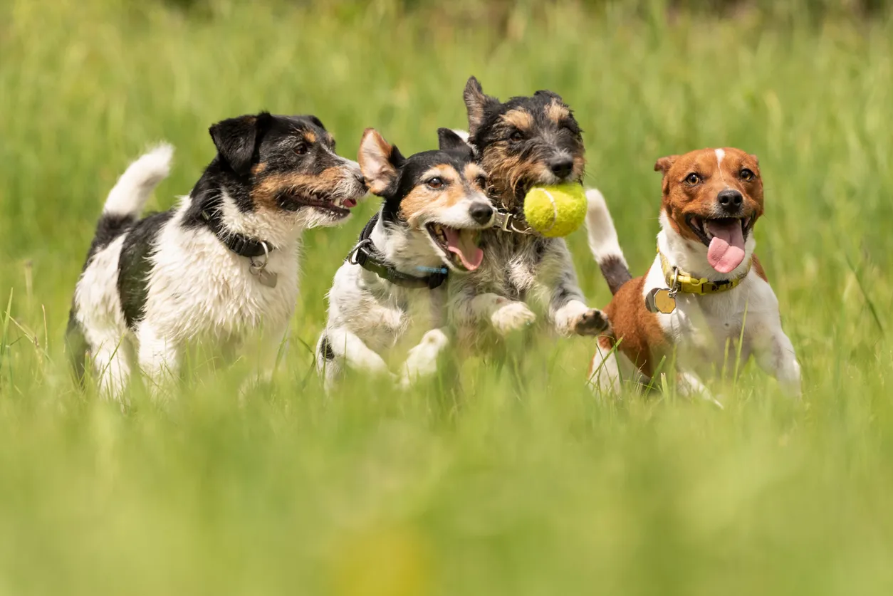 Many dogs run and play with a ball in a meadow