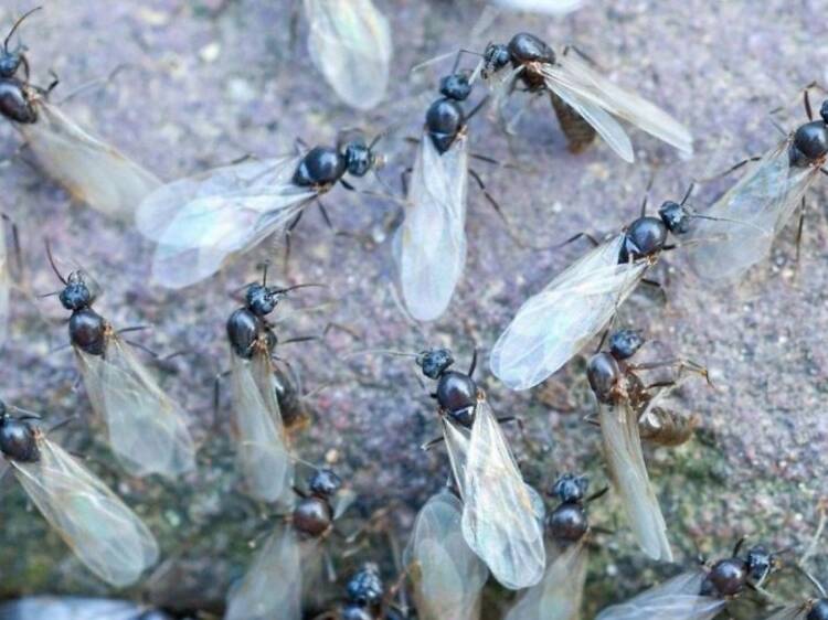 Centenas de formigas a voar? Não é preciso entrar em pânico Centenas de formigas a voar? Não é preciso entrar em pânico