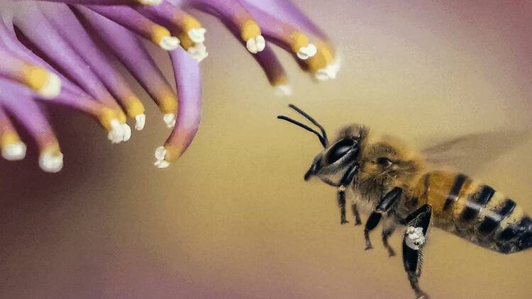 ZUM. Crecerá un jardín (Teatro Valle-Inclán).