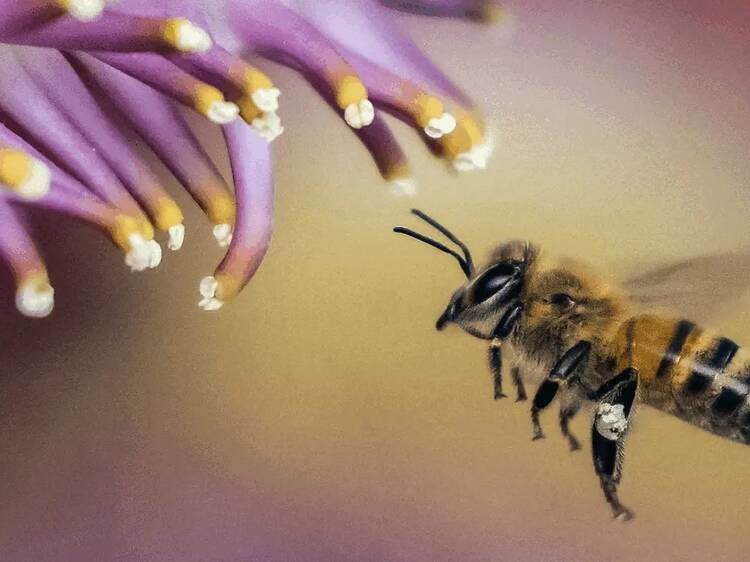 ZUM. Crecerá un jardín ZUM. Crecerá un jardín