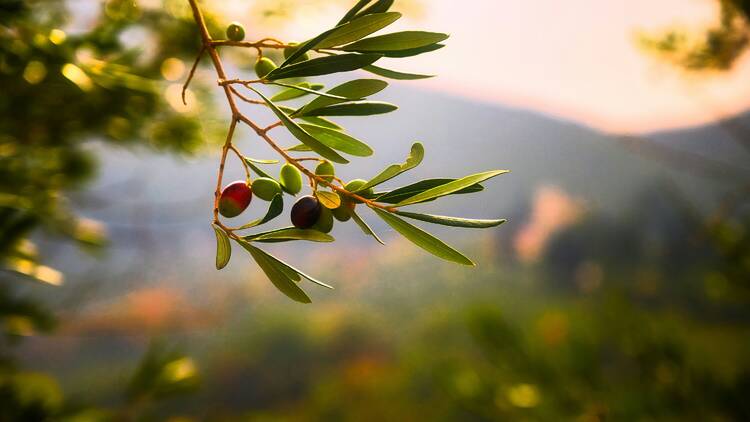 Festival do Azeite Novo Festival do Azeite Novo