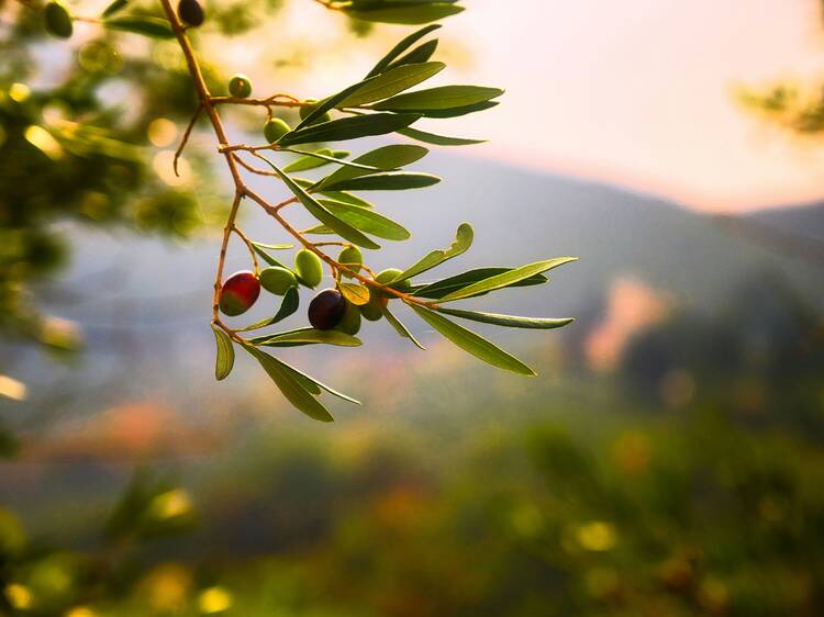 Em Dezembro, Lisboa vai ficar com os azeites Em Dezembro, Lisboa vai ficar com os azeites