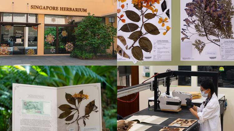Singapore Herbarium