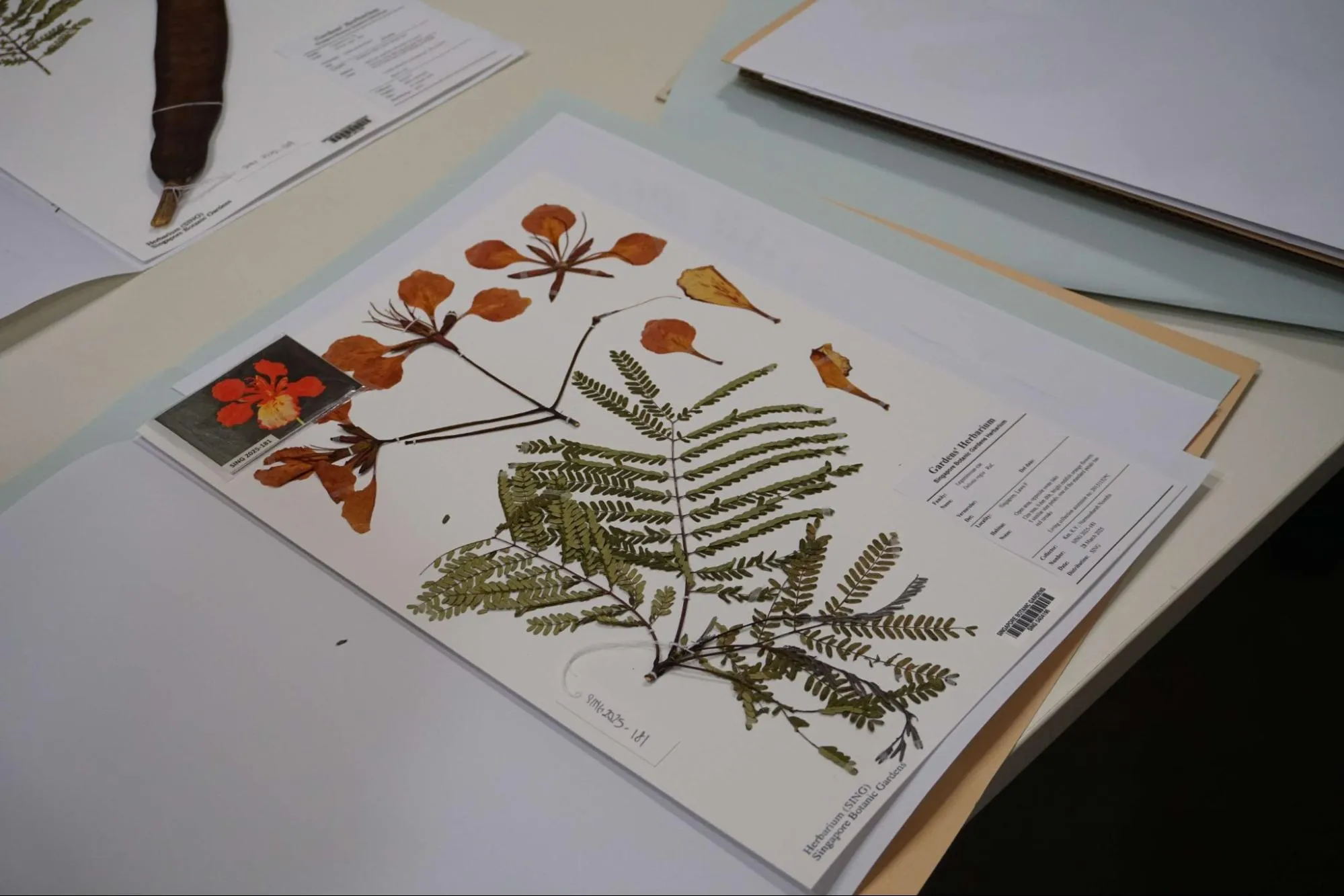 Singapore Herbarium