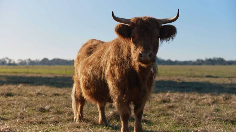 Willow Wood Glamping Retreat, WA Willow Wood Glamping Retreat, WA
