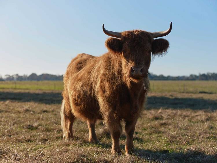 Willow Wood Glamping Retreat, WA Willow Wood Glamping Retreat, WA