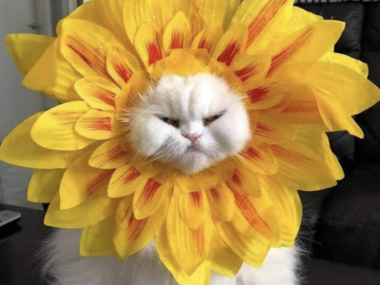 Shop, strut and spoil your furry friends at Central’s highly anticipated Pet Mart Fair Shop, strut and spoil your furry friends at Central’s highly anticipated Pet Mart Fair