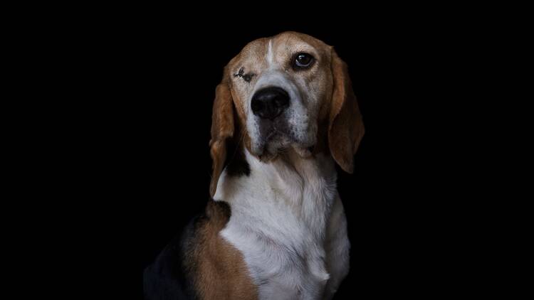 The Animals The Animals