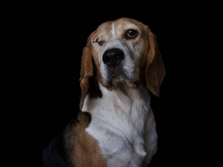 The Animals The Animals