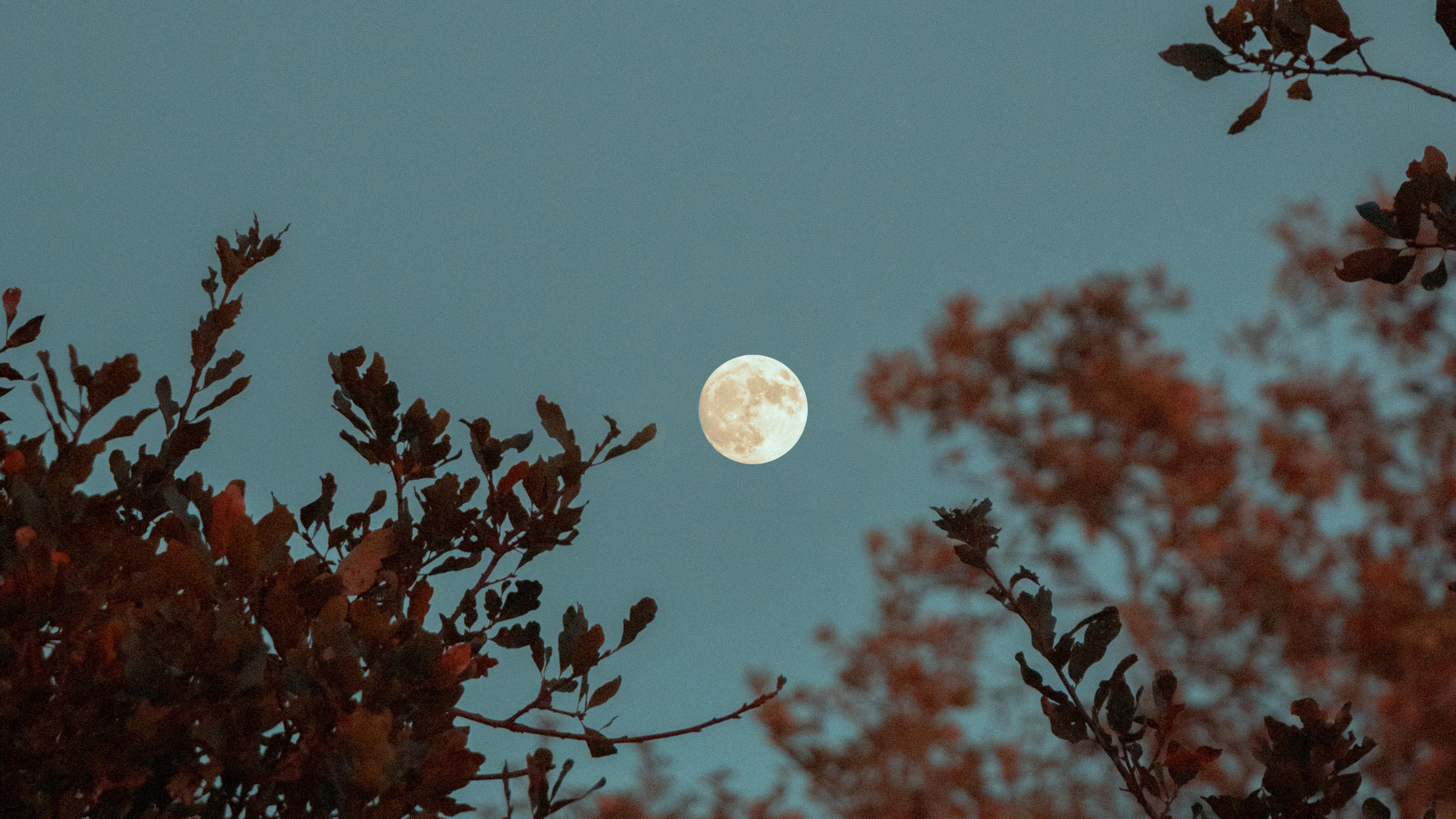 A rare blue micromoon will rise above Sydney this weekend – here's everything you need to know