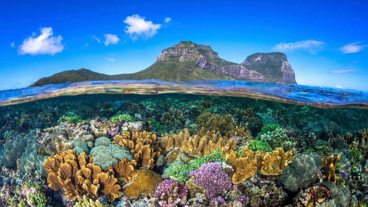 Snorkel in the world’s southernmost coral reef