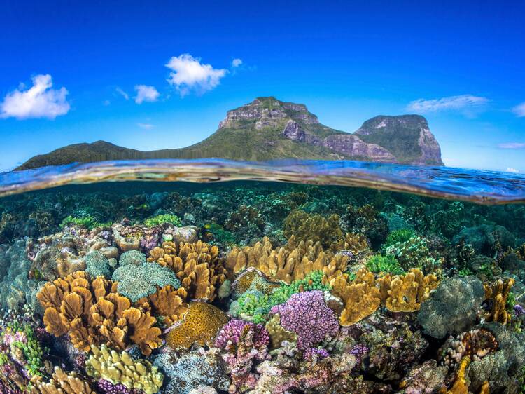 Snorkel in the world’s southernmost coral reef
