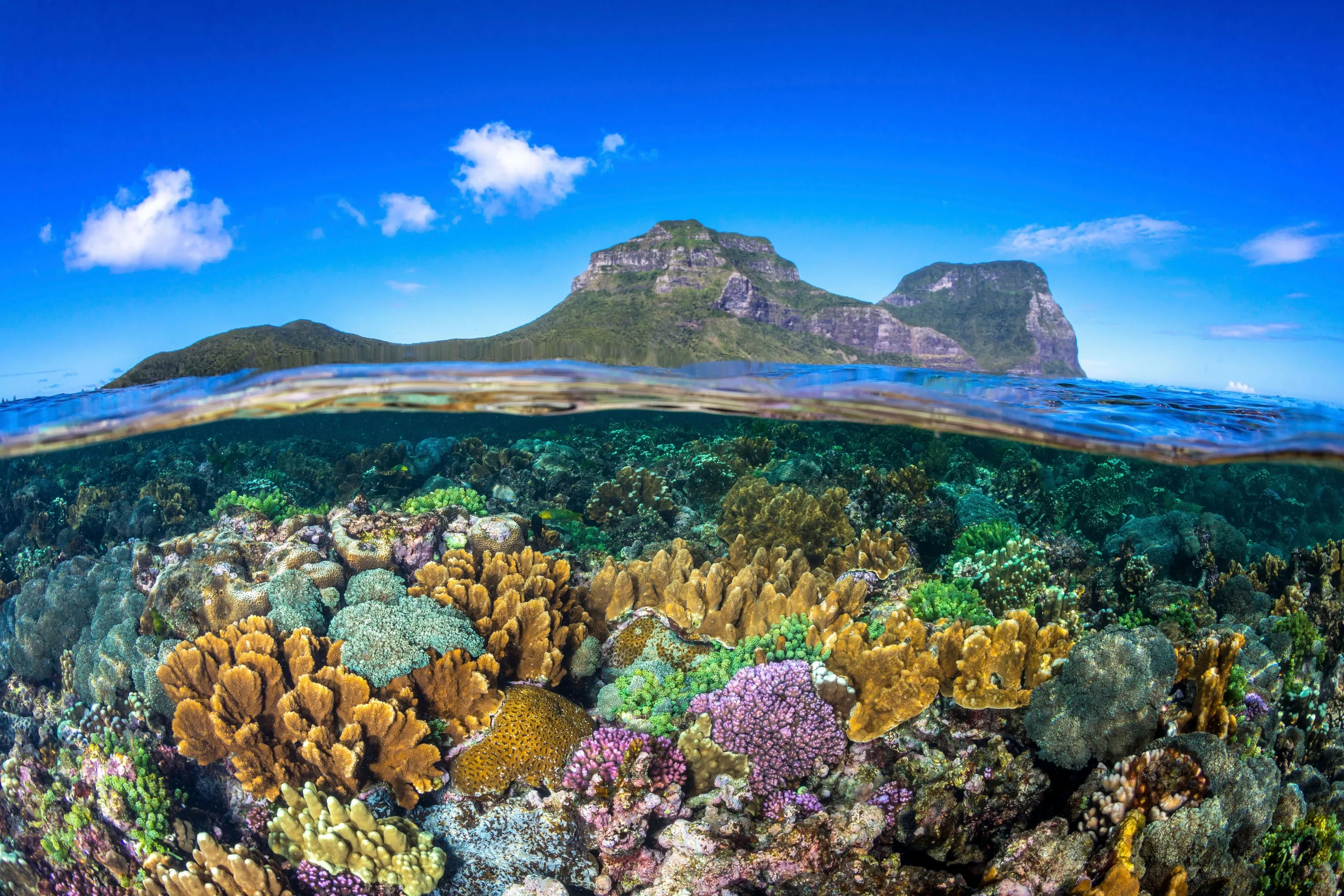 Coral gardens surrounding Lord Howe Island with views of Mount Lidgbird and Mount Gower.