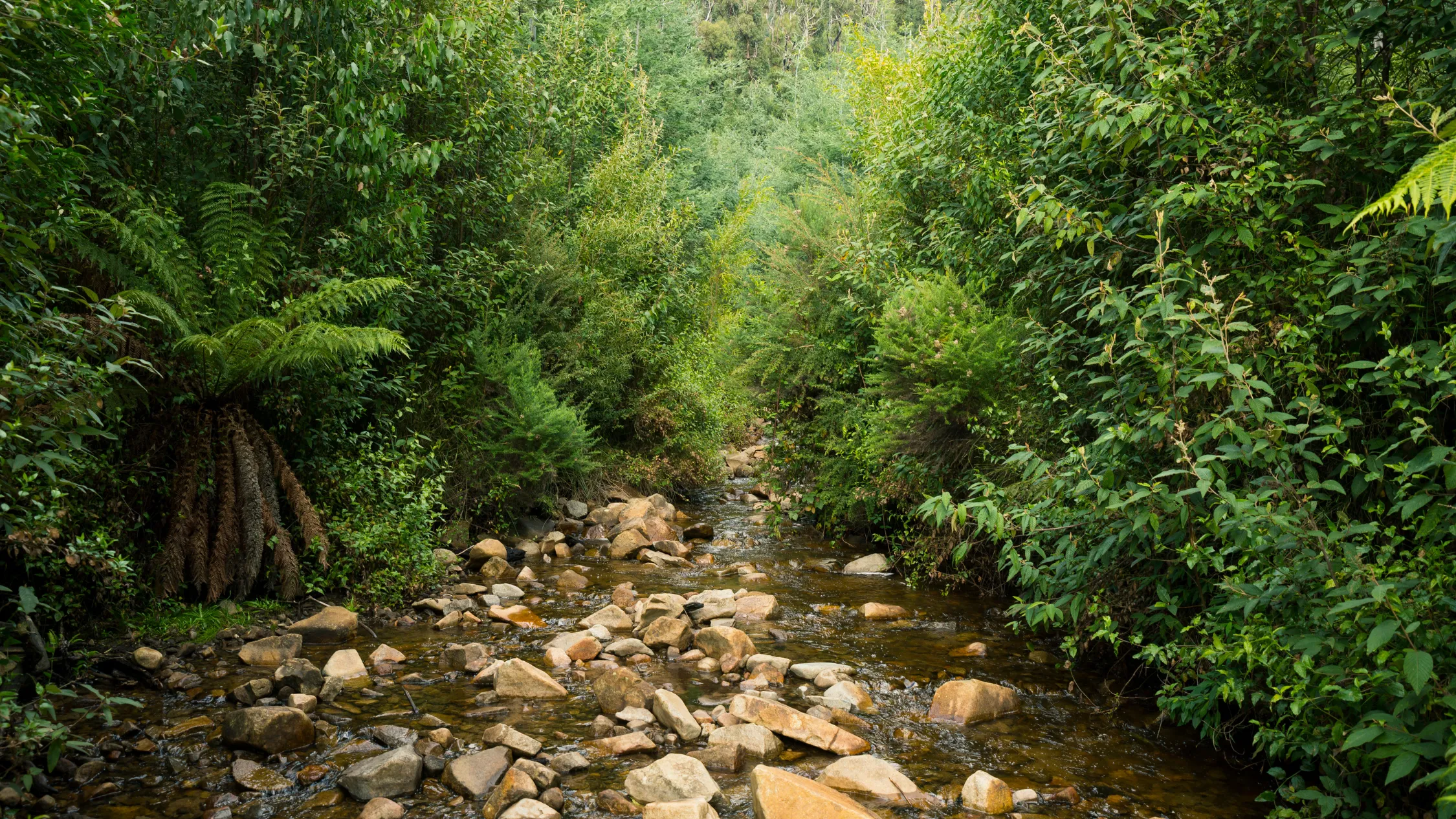 leafy creek in Victoria