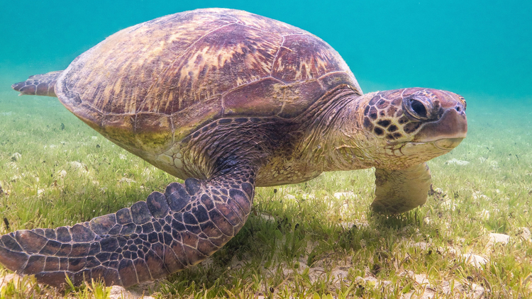 Spot turtles on a glass-bottom boat tour