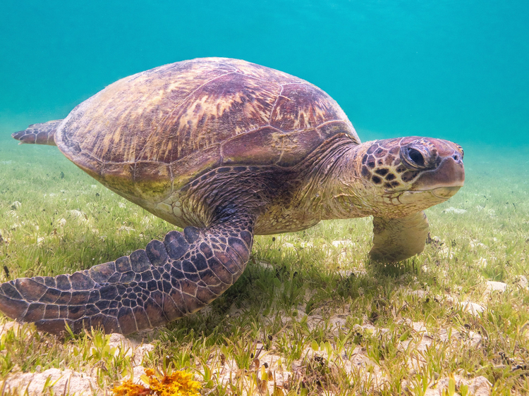 Spot turtles on a glass-bottom boat tour