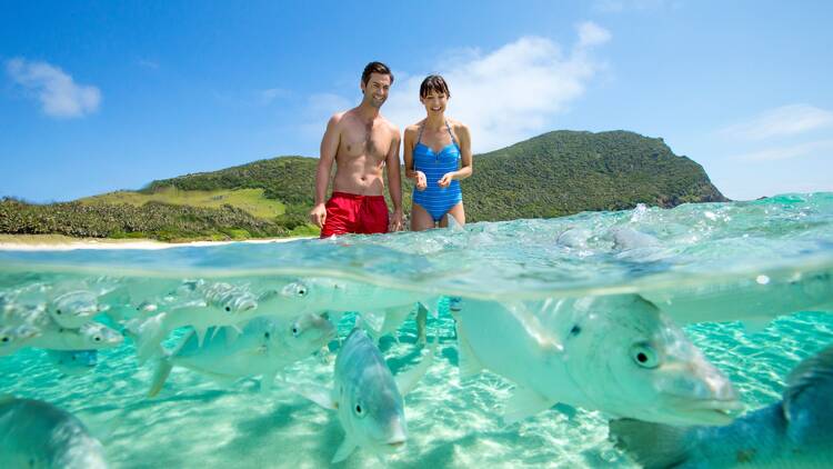 Feed the fish at Ned’s Beach