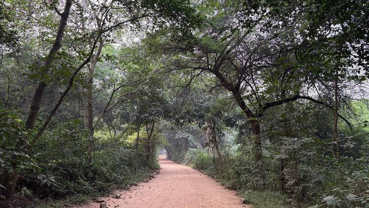 Walk through Sanjay Van
