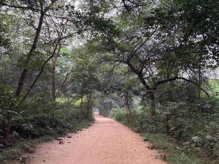 Walk through Sanjay Van