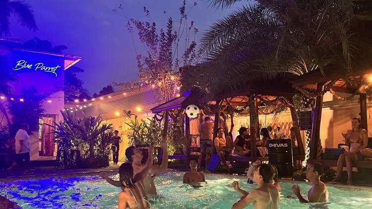 Blue Parrot Gone Wild