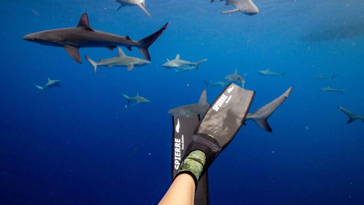 Swim with Galapagos sharks