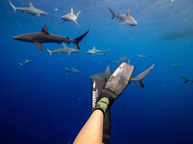 Swim with Galapagos sharks