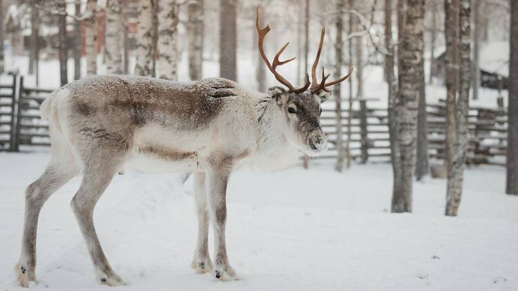 Feed and meet reindeer in a national park