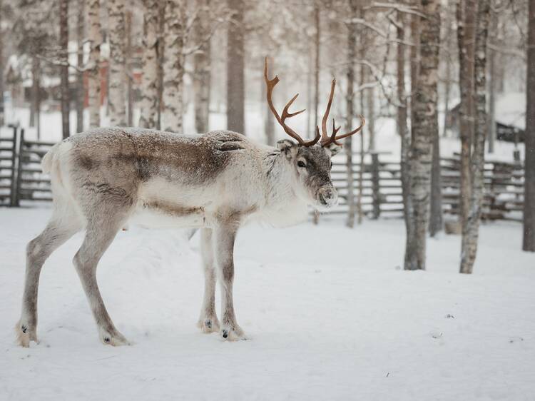 Feed and meet reindeer in a national park