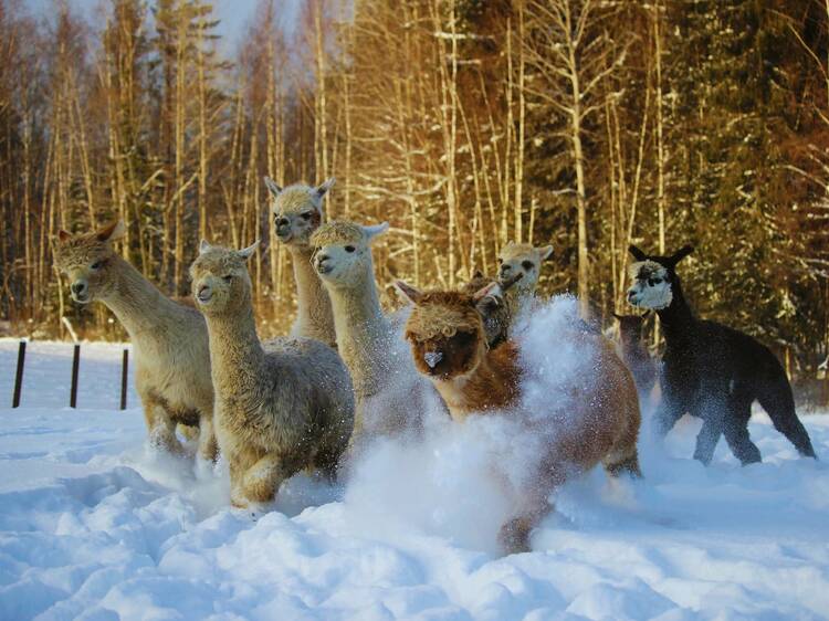 Best day trips from Helsinki that even locals swear by